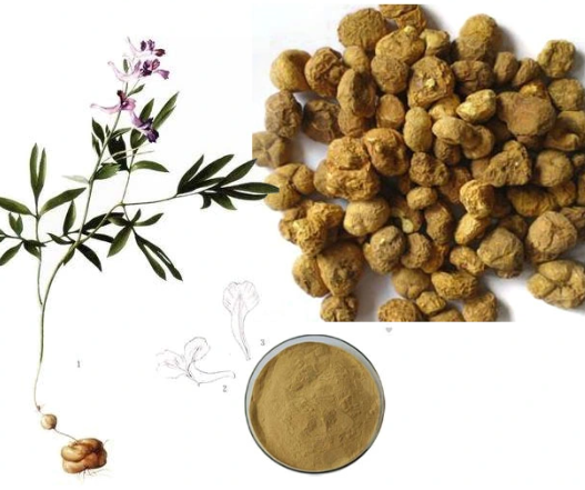 Corydalis Rhizome Extract.png